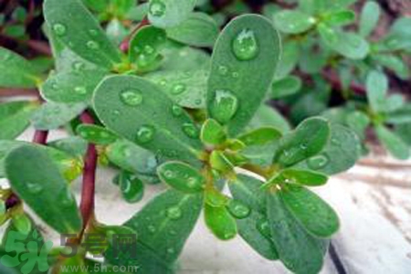 馬齒莧能治療扁平疣嗎？馬齒莧怎么治療扁平疣？