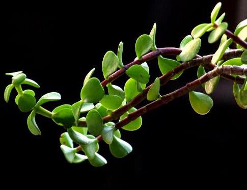 馬齒莧可以治療濕疹嗎？馬齒莧怎么治療濕疹？