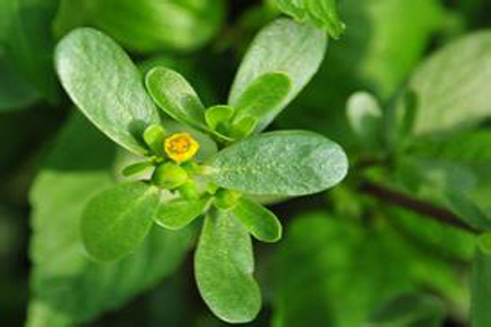 馬齒莧可以治療濕疹嗎？馬齒莧怎么治療濕疹？