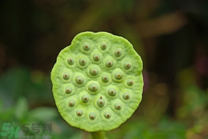 蓮蓬可以多吃嗎？蓮子吃多了會怎樣？