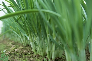 吃韭菜能減肥嗎？韭菜的功效與作用