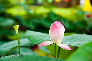 蓮蓬可以多吃嗎？蓮子吃多了會怎樣？