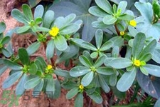 馬齒莧不能和什么一起吃？馬齒莧的食用禁忌