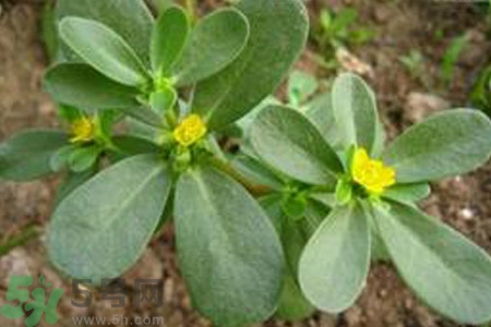 馬齒莧不能和什么一起吃？馬齒莧的食用禁忌