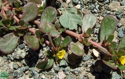 馬齒莧不能和什么一起吃？馬齒莧的食用禁忌