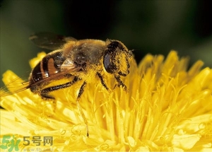 蜂蜜放久了有酒味是怎么回事？蜂蜜有酒味還能喝嗎？