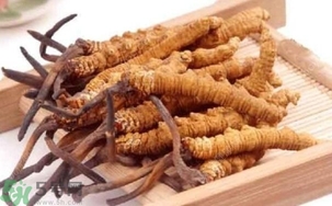 冬蟲(chóng)夏草是怎么形成的？冬蟲(chóng)夏草是蟲(chóng)子嗎？