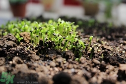 火龍果會(huì)發(fā)芽嗎?火龍果發(fā)芽了能吃嗎 火龍果會(huì)發(fā)芽嗎?火龍果發(fā)芽了能吃嗎