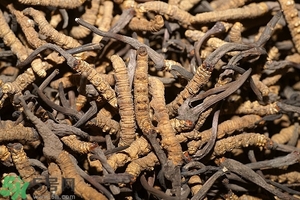 冬蟲(chóng)夏草是怎么形成的？冬蟲(chóng)夏草是蟲(chóng)子嗎？