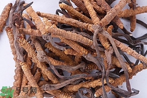 冬蟲(chóng)夏草是怎么形成的？冬蟲(chóng)夏草是蟲(chóng)子嗎？