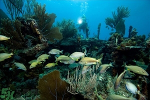 深潛危險(xiǎn)么？深潛注意事項(xiàng)有哪些？