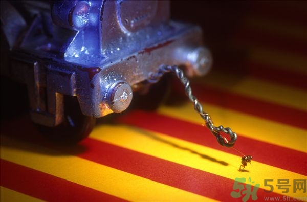 家里有跳蚤怎么快速去除？屋里有跳蚤怎么消滅掉？