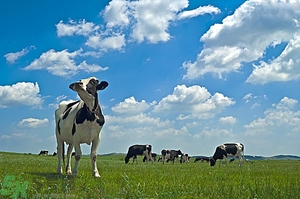 羊奶和牛奶哪個(gè)營養(yǎng)高?牛奶與羊奶哪個(gè)營養(yǎng)更好？