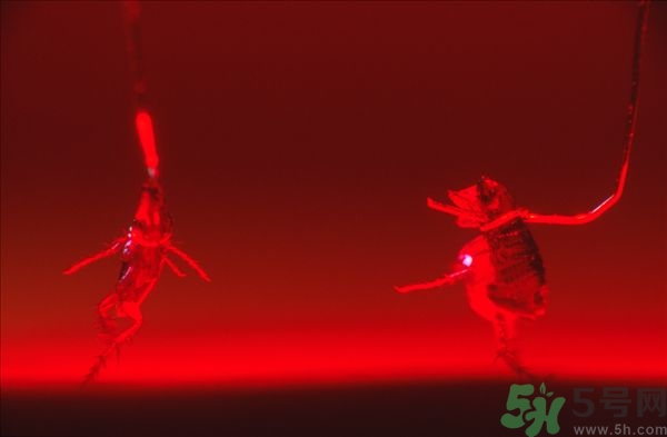 家里有跳蚤怎么快速去除？屋里有跳蚤怎么消滅掉？