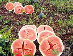 如何辨別催熟的西瓜？催熟的西瓜是什么樣的？