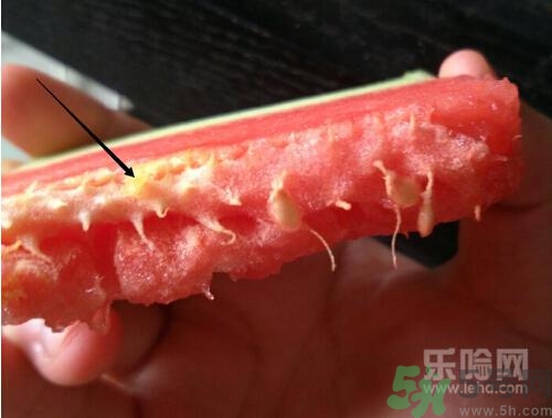 如何辨別催熟的西瓜？催熟的西瓜是什么樣的？