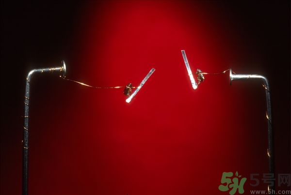 家里有跳蚤怎么快速去除？屋里有跳蚤怎么消滅掉？