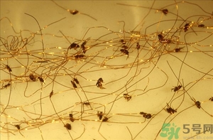 家里有跳蚤怎么快速去除？屋里有跳蚤怎么消滅掉？