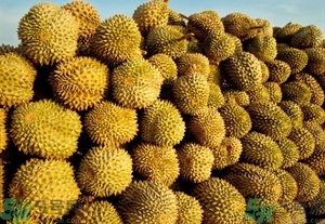 榴蓮能放冰箱嗎？榴蓮放在冰箱能保存幾天？