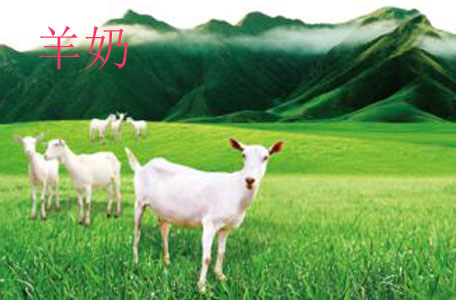 羊奶有什么營養(yǎng)價(jià)值呢 喝羊奶有什么好處呢