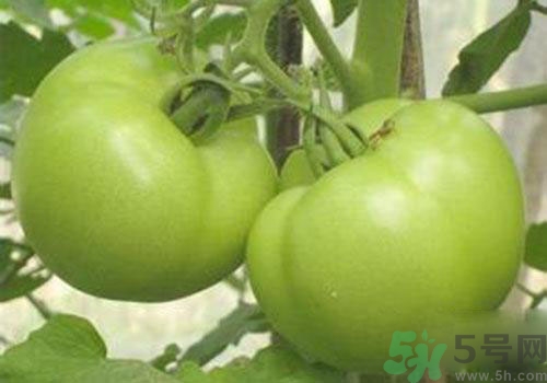 青番茄能吃嗎？青番茄有毒嗎？