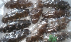 泡發(fā)好的海參怎么保存?發(fā)過的海參怎么保存? 泡發(fā)好的海參怎么保存?發(fā)過的海參怎么保存?