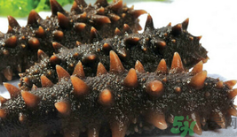 海參可以生吃嗎?泡發(fā)的海參能生吃嗎? 海參可以生吃嗎?泡發(fā)的海參能生吃嗎?