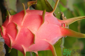 火龍果變紅了還能吃嗎?火龍果變紅了可以吃嗎? 火龍果變紅了還能吃嗎?火龍果變紅了可以吃嗎?