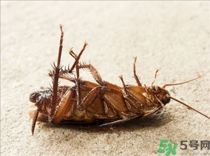家里有蟑螂怎么辦能除根嗎？家里有蟑螂怎樣能徹底消滅？