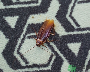 家里有蟑螂怎么辦能除根嗎？家里有蟑螂怎樣能徹底消滅？