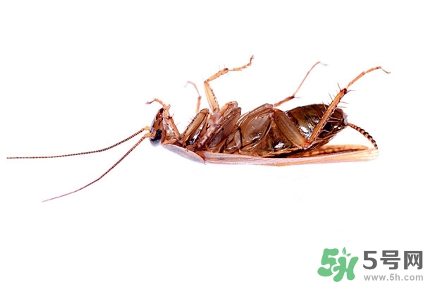 家里有蟑螂怎么辦能除根嗎？家里有蟑螂怎樣能徹底消滅？