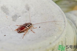 家里有蟑螂怎么辦能除根嗎？家里有蟑螂怎樣能徹底消滅？