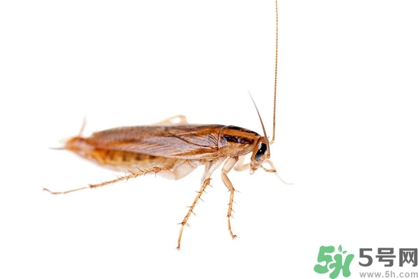 家里有蟑螂怎么辦能除根嗎？家里有蟑螂怎樣能徹底消滅？