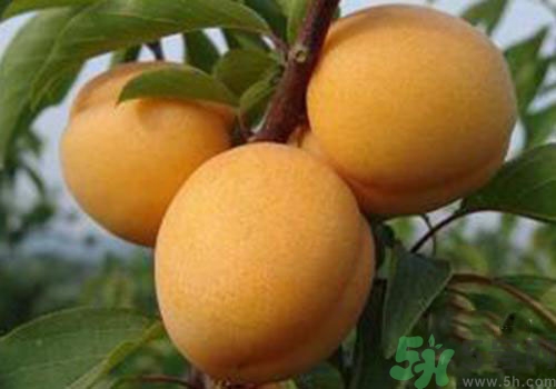 杏子沒熟可以吃嗎？吃了沒熟的杏子怎么辦？