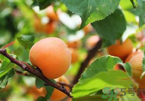 吃杏子胃脹胃痛是怎么回事？吃杏子胃脹胃痛怎么辦？