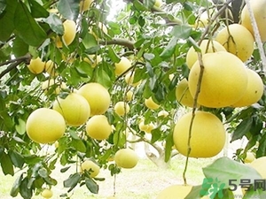 柚子的瓤是紅色正常嗎？柚子里面是紅色的能吃嗎？