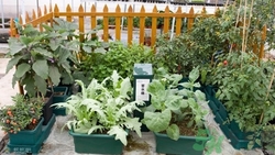 陽臺種菜用什么土最好?陽臺種菜用什么肥料好 陽臺種菜用什么土最好?陽臺種菜用什么肥料好