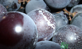 葡萄上有白點能吃嗎?葡萄上有白點可以吃嗎? 葡萄上有白點能吃嗎?葡萄上有白點可以吃嗎?