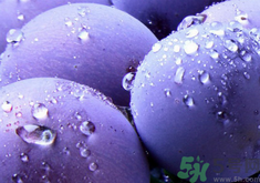 葡萄上有白點能吃嗎?葡萄上有白點可以吃嗎? 葡萄上有白點能吃嗎?葡萄上有白點可以吃嗎?