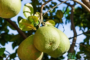 柚子去火嗎？上火能吃柚子嗎？