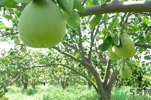 柚子的瓤是紅色正常嗎？柚子里面是紅色的能吃嗎？