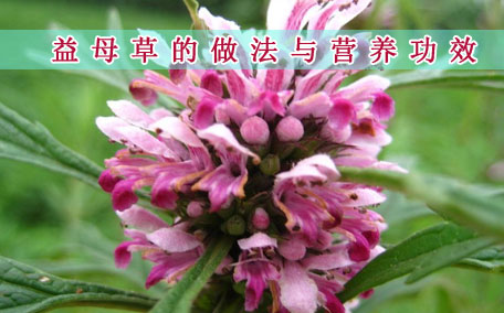 益母草可以治療宮寒嗎 宮寒什么時候喝益母草好