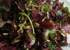 漢菜可以涼拌吃嗎?涼拌漢菜的做法 漢菜可以涼拌吃嗎?涼拌漢菜的做法