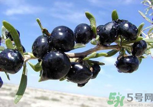 黑枸杞怎么辨別真假？怎么挑選黑枸杞？