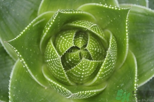 便秘能吃蘆薈嗎？蘆薈能吸收輻射嗎？