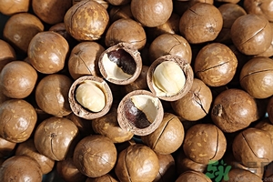 夏威夷果什么時候成熟上市？腰果和夏威夷果的區(qū)別