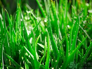 便秘能吃蘆薈嗎？蘆薈能吸收輻射嗎？