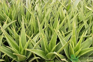 便秘能吃蘆薈嗎？蘆薈能吸收輻射嗎？