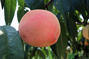 變軟的桃子能吃嗎？桃子軟了還能吃嗎？