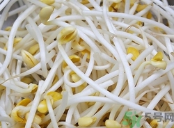 豆芽是豆制品嗎?豆芽是怎么長出來的 豆芽是豆制品嗎?豆芽是怎么長出來的